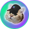 CatSolHat