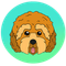 Cockapoo