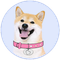 DogeGF
