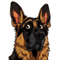 Hund