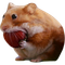 nomnom