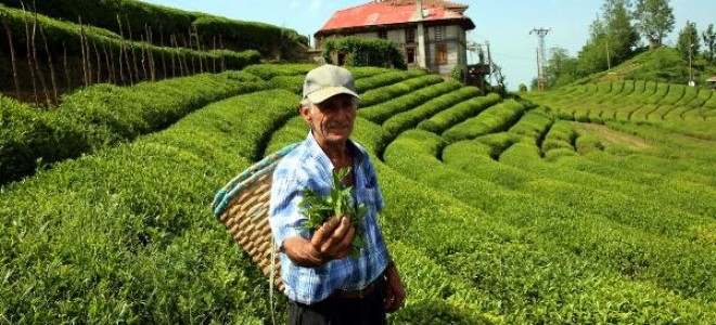 830 Kilo Üretilen Beyaz Çay, Kilosu 4 Bin Liradan Satışa Çıktı