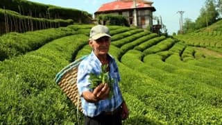 830 Kilo Üretilen Beyaz Çay, Kilosu 4 Bin Liradan Satışa Çıktı