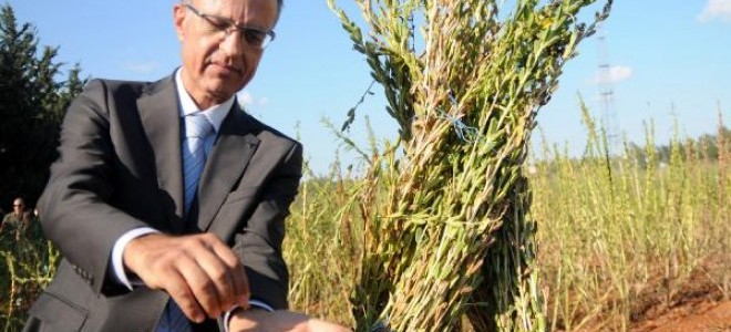 Akdeniz Üniversitesi'nde milli susam yetiştirildi