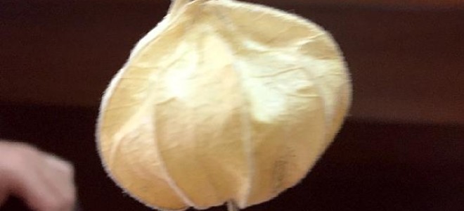 'Altın çilek' Karadeniz'de yetiştirilmeye başlandı