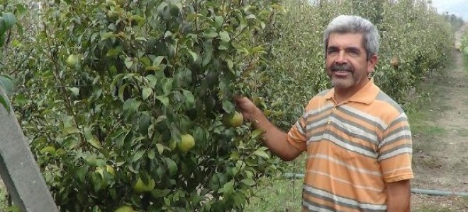 Andırın'da armut bereketi