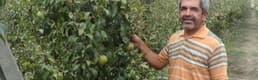 Andırın'da armut bereketi