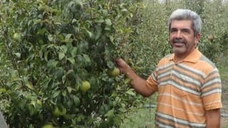 Andırın'da armut bereketi