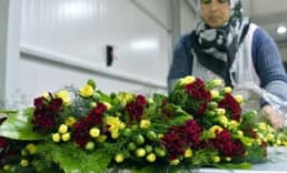 Antalya'dan 50 milyon dal Noel çiçeği
