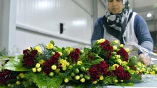 Antalya'dan 50 milyon dal Noel çiçeği