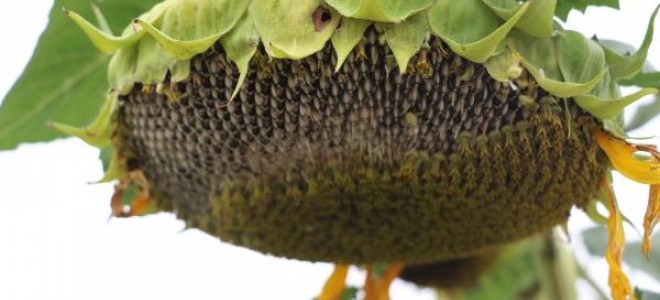 Ayçiçeğindeki yağ oranını düşürüp light çekirdek üretecekler