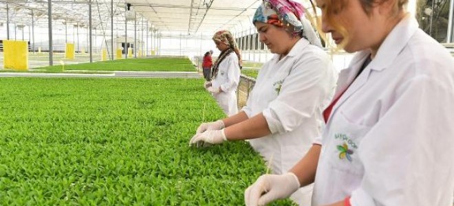 Bayındır'dan, Hollanda'ya çiçek tohumu üretimi