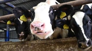 Besicilerden 'ithal et satışı' kararına tepki