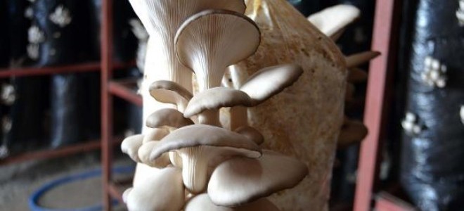 Bitlis'in İlk Istiridye Mantarhanesinde Hasat Yapıldı