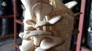 Bitlis'in İlk Istiridye Mantarhanesinde Hasat Yapıldı