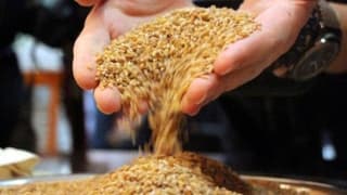 Bolu'da Iza Buğdayının Üretimi Yaygınlaştırılacak