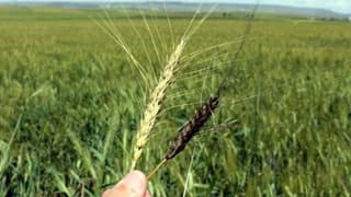 Buğday Taban Fiyatı Çiftçiyi Memnun Etmedi