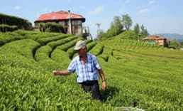 Çay sektöründe kanun arayışı