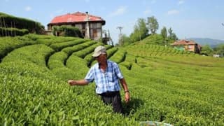 Çay sektöründe kanun arayışı