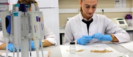 Çeltiğin DNA parmak izi çıkarıldı