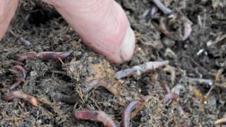 Çeşmeli Üretici Solucan Gübresinden Memnun