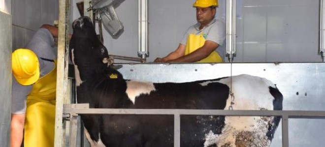 Çorlu mezbahasında 'sersemleterek' kesim başladı