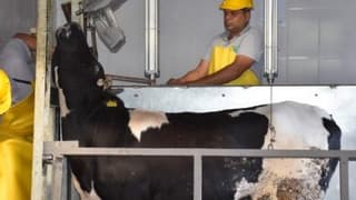 Çorlu mezbahasında 'sersemleterek' kesim başladı