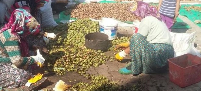 Çorum'da ceviz üreticisinin hasat mutluluğu