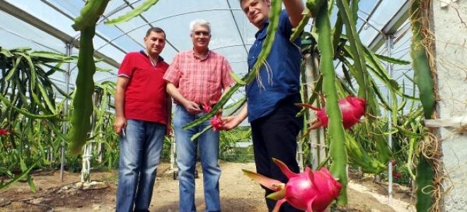 Çukurova'da pitaya üretimi başladı
