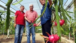 Çukurova'da pitaya üretimi başladı