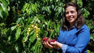 Darboğaz'ın Kiraz Geliri 15 Milyon TL