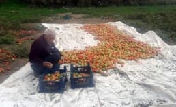 Datça domatesi üreticiyi güldürdü
