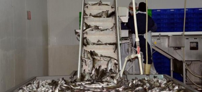 Denizi olmayan Kahramanmaraş, yılda 20 milyon dolarlık balık ihraç ediyor