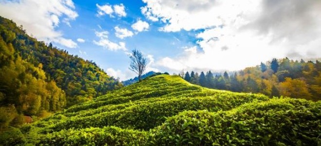 Doğu Karadeniz’de Organik Çay Tarımı Belirsizliği