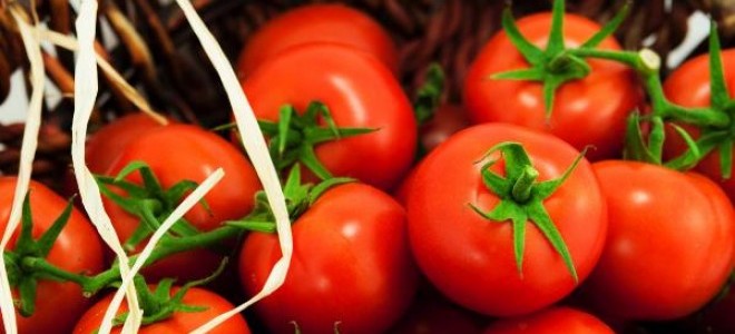 Domateste Rusya’ya ihracat için gün sayılıyor