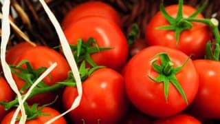 Domateste Rusya’ya ihracat için gün sayılıyor