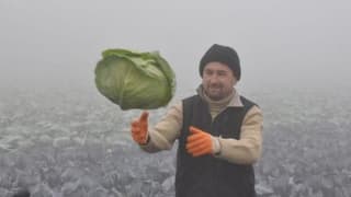 Dondurucu soğukta lahana hasadı 