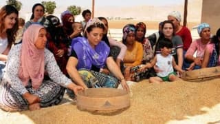 Dünyanın En Eski Buğdaylarından 'sorgül'de 20 Tonluk Rekolte