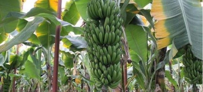 Dünyanın en popüler meyvesi yok olma tehlikesiyle karşı karşıya