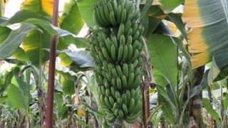 Dünyanın en popüler meyvesi yok olma tehlikesiyle karşı karşıya