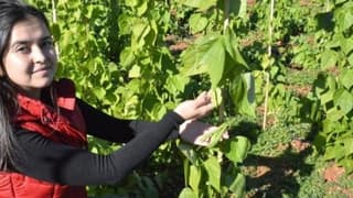 Eksi 4 dereceye dayanıklı fasulye tohumları tespit edildi