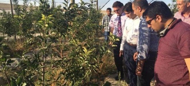 Emirgazi'den Ukrayna'ya Japon armudu ihracatı
