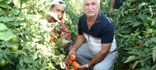 Erdemli'de domates dalında kaldı
