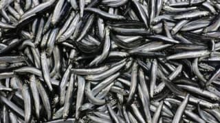 Ereğli'den günde 100 ton hamsi Türkiye'ye dağıtılıyor