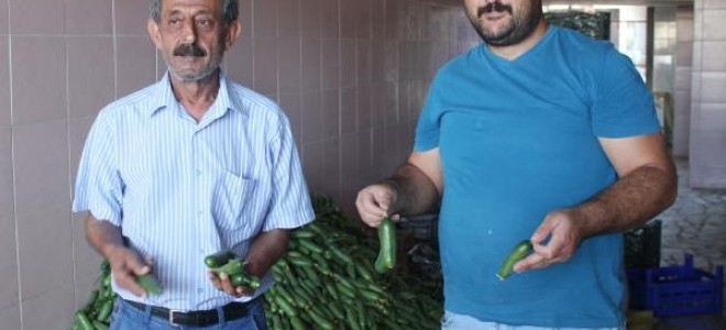 Erkenci salatalık yüz güldürmedi