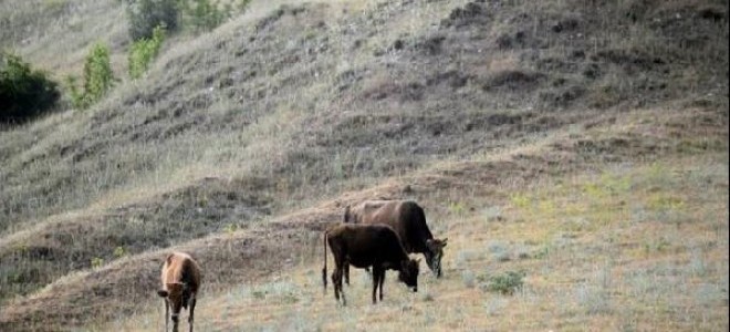 FAO iklim değişikliğinin havyan hastalıklarına etkilerine cevap aramak için toplanıyor