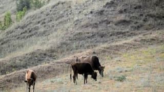 FAO iklim değişikliğinin havyan hastalıklarına etkilerine cevap aramak için toplanıyor