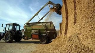 FAO: Küresel gıda fiyatları Ekim'de yıllık yüzde 2.5 düştü