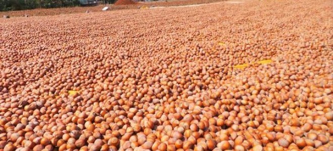 Fındık, üreticiyi üzdü, esnafı sevindirdi