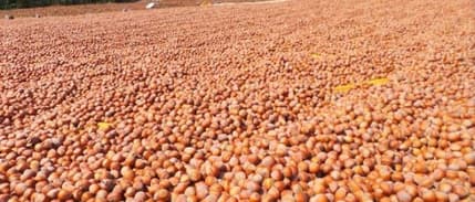 Fındık, üreticiyi üzdü, esnafı sevindirdi